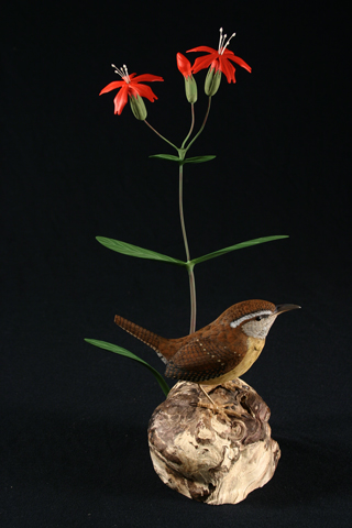 Carolina Wren wtih Catchfly